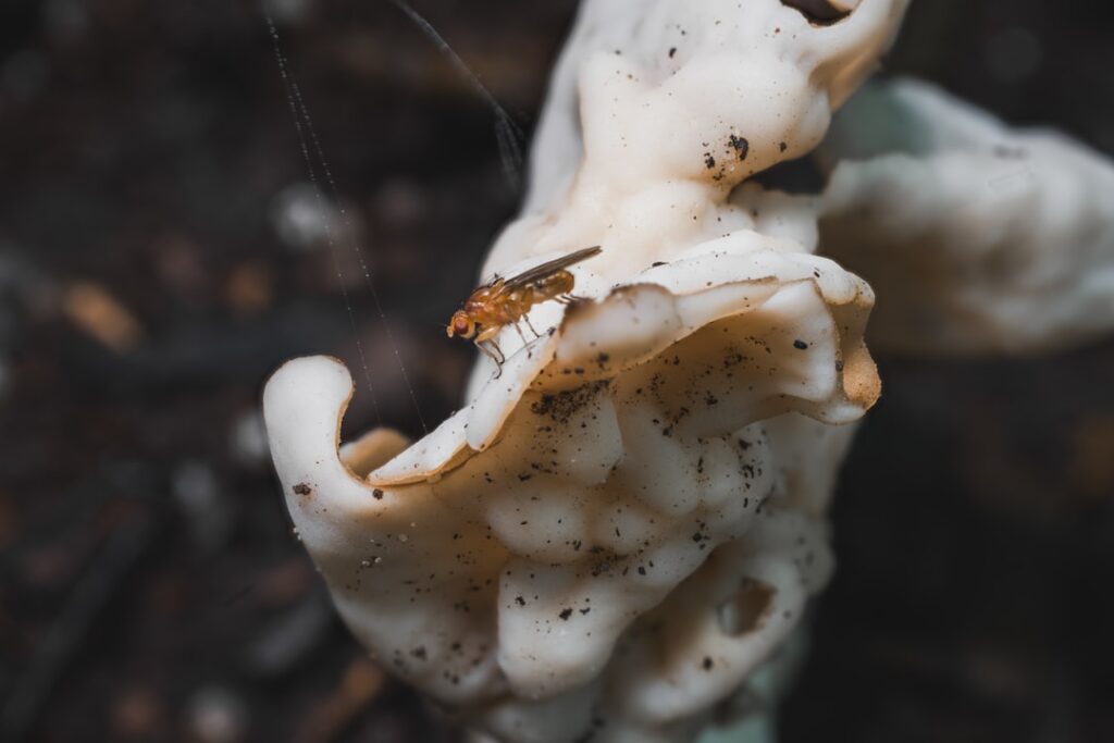 Fettläuse Flecken: Was tun bei hartnäckigen Ölflecken auf Textil und Haut?