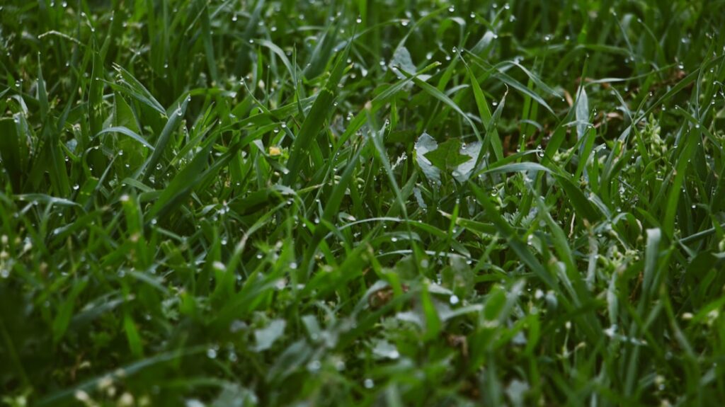 Saubere Kleidung: Gras Flecken Entfernen Leicht Gemacht