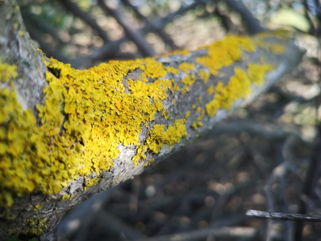 Mit einfachen Mitteln alte gelbe Schweißflecken aus Kleidung entfernen